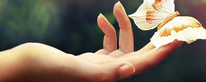 手指属于器官吗 手指属于人体器官吗