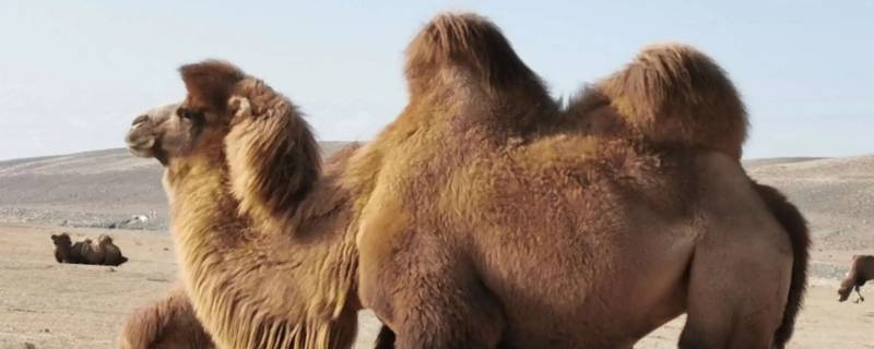 为什么骆驼吃仙人掌不怕刺 为什么骆驼吃仙人掌不怕刺吗