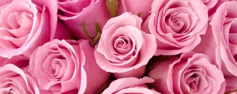 三朵粉色玫瑰代表什么意思 粉玫瑰3朵代表什么意思