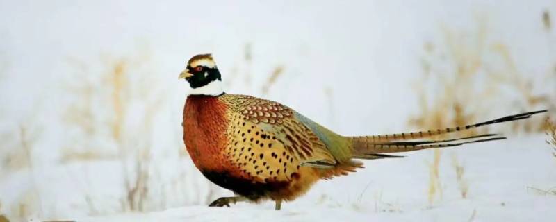 野鸡是国家保护动物吗 野鸡是国家级保护动物吗