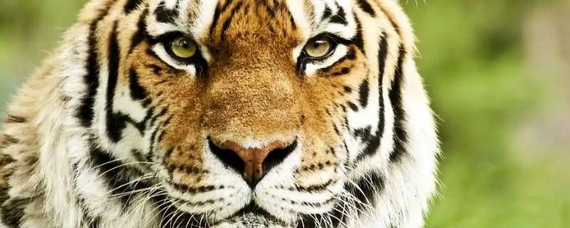 欧洲有老虎吗 欧洲有老虎么