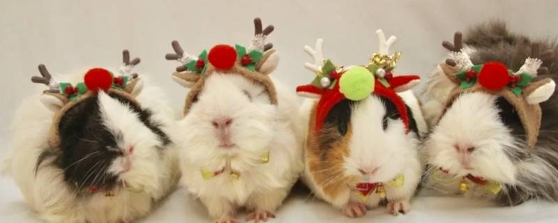 豚鼠可以吃吗 家养的豚鼠可以吃吗