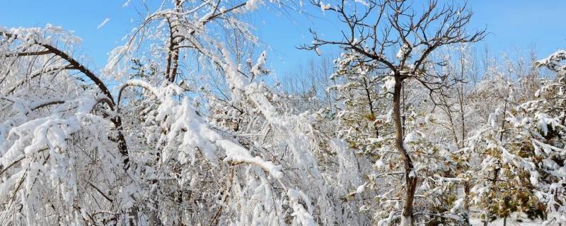 立春后下雪吗（立春后下雪春雪好不好）