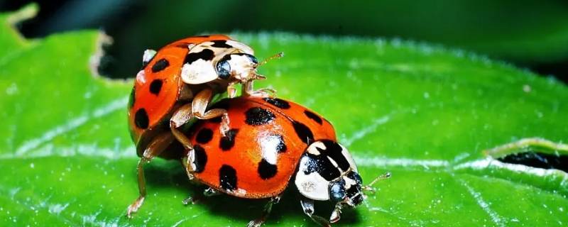 七星瓢虫是动物吗（七星瓢虫是动物吗还是昆虫）