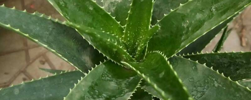 芦荟怎么分辨有毒 怎样分辨芦荟是否有毒