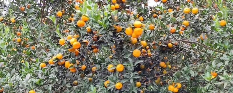 臭皮柑学名叫什么 臭皮柑的学名是什么