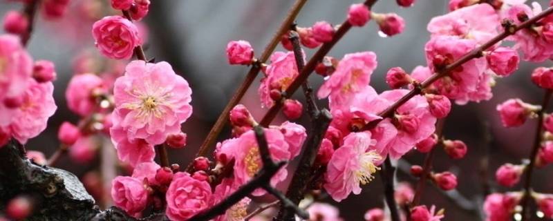 梅花盛开在什么季节 梅花盛开在什么季节有什么特性