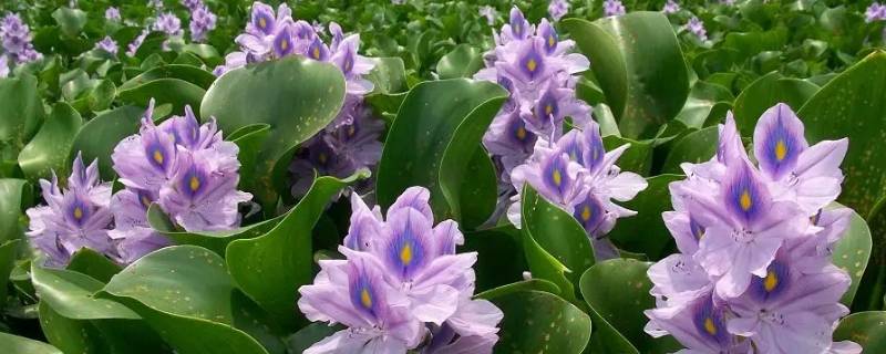 水葫芦别名(水葫芦别名什么)