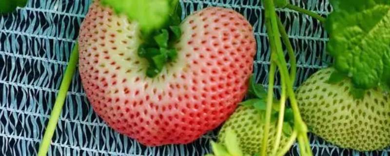 丑莓是啥品种 有丑草莓这个品种吗