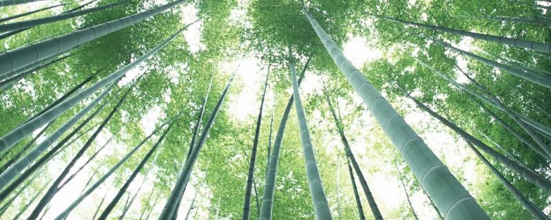 韩国有竹子这种植物吗 产竹子的国家