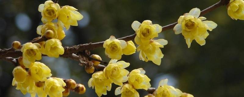颐和园的腊梅在什么位置（颐和园腊梅开花了吗）