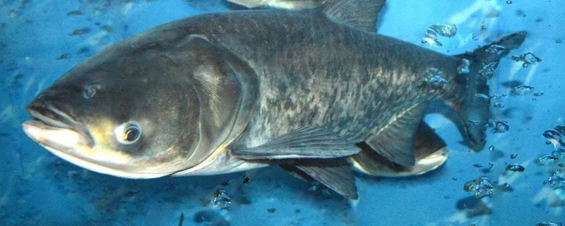 大头鱼又叫什么（大头鱼又叫什么鱼?）