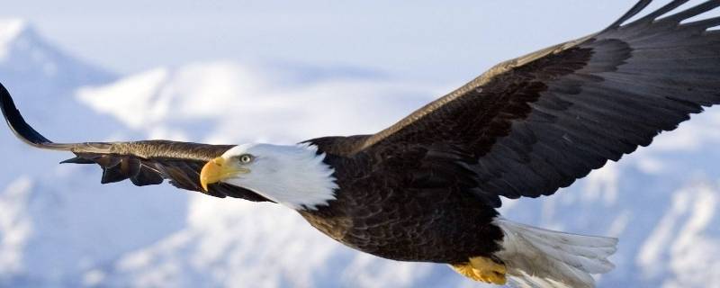 老鹰是鸟类吗 老鹰是鸟类吗还是兽类