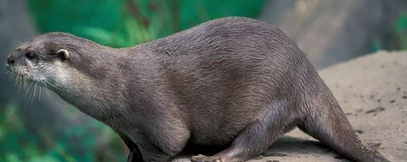 水獭和貂有什么区别 水獭和水貂一样吗