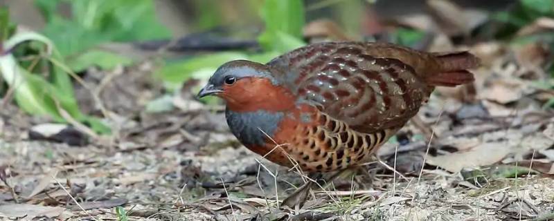 竹鸡是国家几级保护动物（竹鸡国家几级保护动物?）