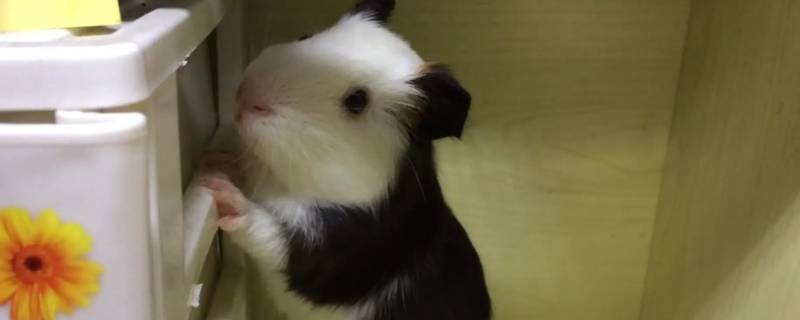 豚鼠吃什么食物(豚鼠吃什么食物长得快)