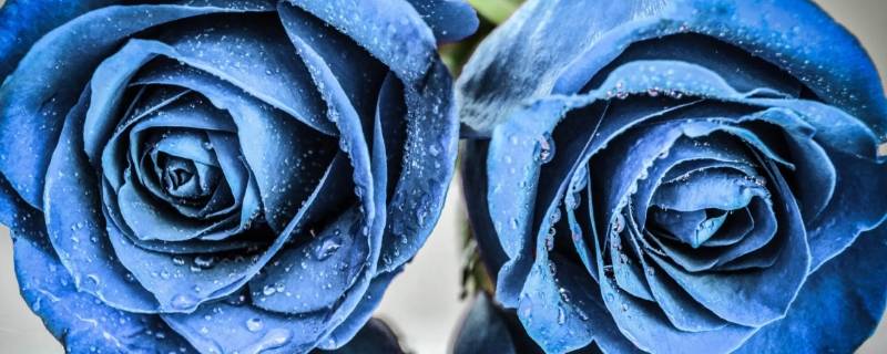 11朵蓝色玫瑰的花语是什么（一朵蓝色玫瑰花语）