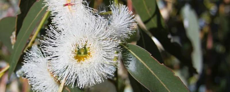 蓝桉树上面到底是青鹧还是释槐鸟 蓝桉树上的鸟是青鹧吗