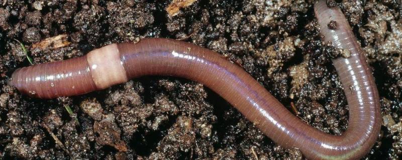 蚯蚓的身体由一节一节的什么组成的 蚯蚓的身体是一节一节的吗