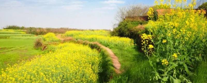 春的习俗(清明节的习俗)