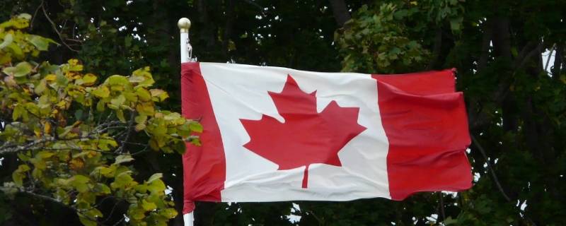 红色树叶是哪个国家的国旗(红树叶是什么国旗)