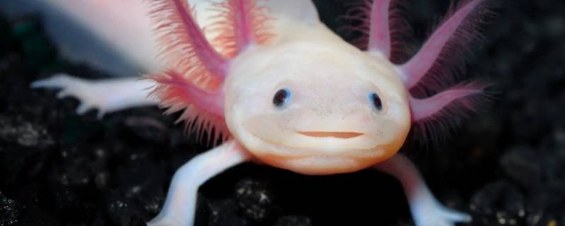 六角恐龙鱼是两栖动物吗 六角恐龙是两栖类动物吗