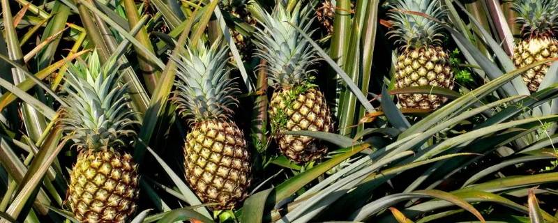 用普通刀怎么削菠萝 用普通刀怎么削菠萝眼