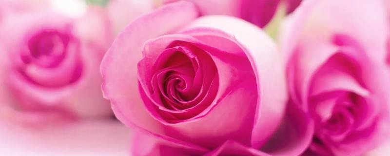 玫瑰的寓意和象征 香槟玫瑰的寓意和象征