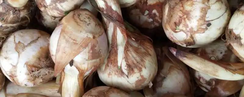 慈菇是什么（慈菇是什么季节的）