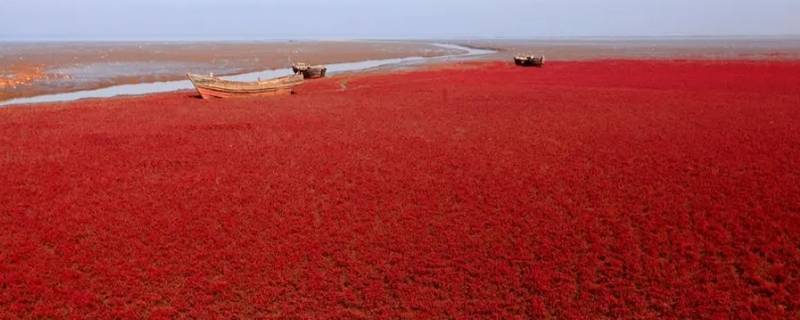 红海海湾内部的海水为什么是红色的 红海海湾内部的海水为什么是红色的?