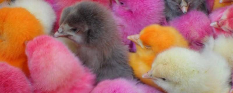 染色的小鸡怎么把色去掉 彩色的小鸡怎么染色的