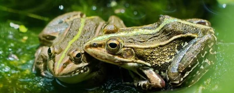 青蛙的别名叫什么 青蛙的其他名称