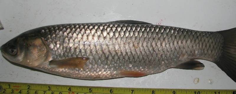 为什么草鱼吃蚕豆会变脆 蚕豆为什么能让草鱼变脆