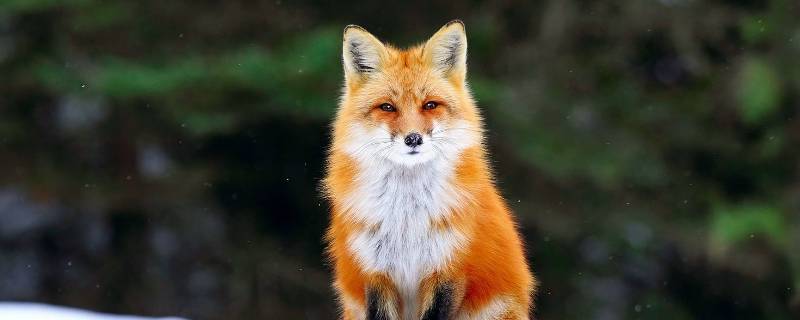 狐狸是什么（狐狸是什么生肖）