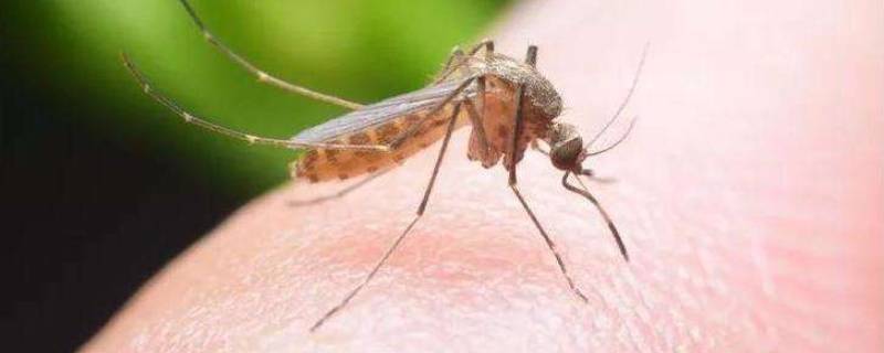 蚊子怕什么花草植物（蚊子怕什么花草植物可以放在身上的）