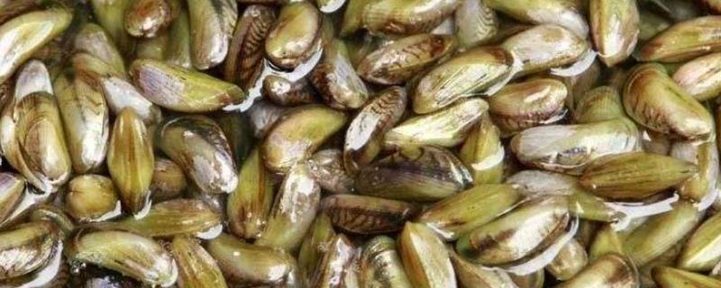 海瓜子又叫什么 海瓜子还叫什么