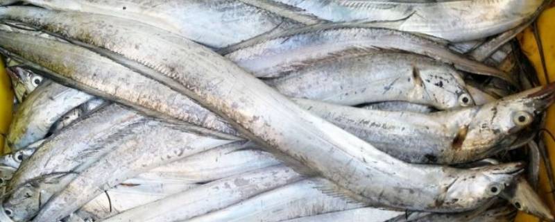 带鱼怎么保存可以冷冻一年 冷冻带鱼能保存多久