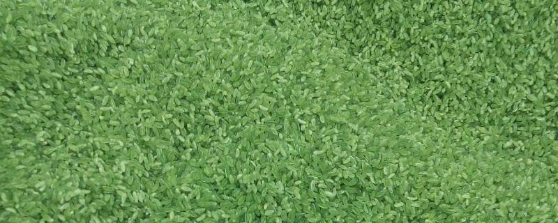 有绿色大米吗（真的有绿色大米吗）