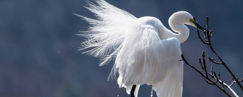 白鹭的生活范围 白鹭的生活范围和时间