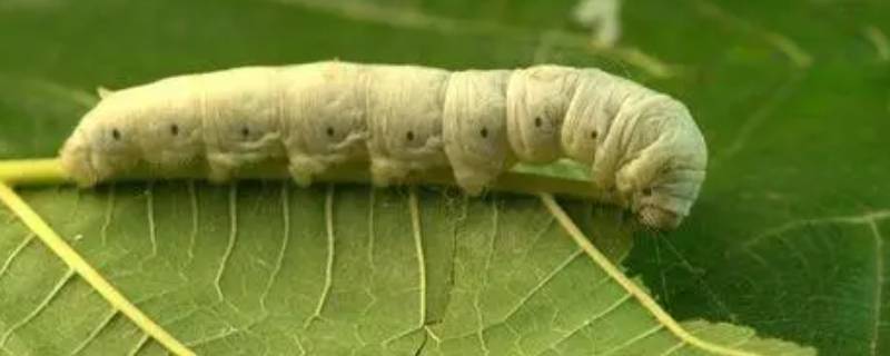 蚕属于节肢动物还是环节动物（沙蚕属于节肢动物还是环节动物）