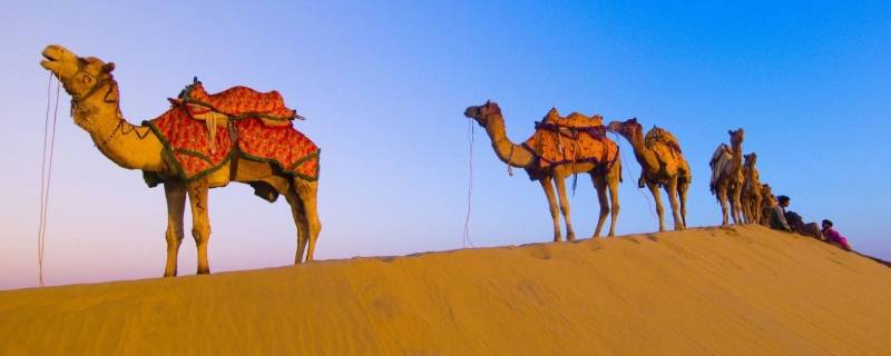 骆驼生活在哪里（双峰骆驼生活在哪里）