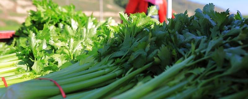 感光食物有哪些水果蔬菜?（感光食物有哪些水果蔬菜?知乎）