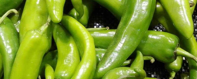 擂椒是什么辣椒 擂辣椒用的是什么辣椒