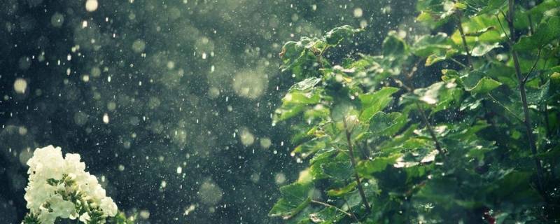 雨后无论是花草还是树木都怎么了 雨后无论是花草还是树木都怎么样了