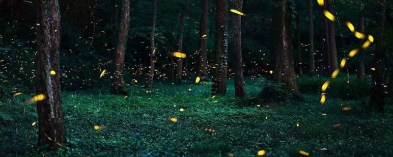 夏天的夜晚有什么（夏天的夜晚有什么特点）