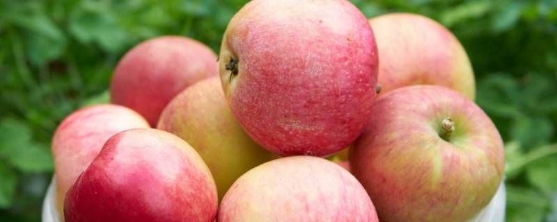 一只苹果还是一个苹果 一只苹果还是一个苹果?