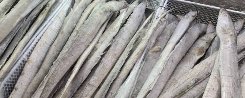 带鱼鱼头要不要（带鱼的鱼头）