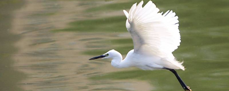 白鹭的嘴巴是什么颜色的 白鹭长长的嘴巴像什么