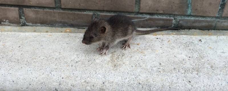 晚上有老鼠怎么吓跑它 晚上怎么把老鼠吓跑