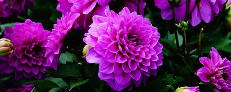 什么鲜花放的时间比较久（什么鲜花可以放很久）